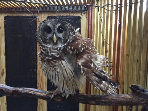 owl-recovering