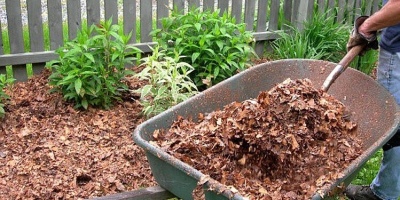 Mulch don't bag your leaves